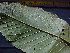  ( - K1353_H4)  @11 [ ] CreativeCommons - Attribution Non-Commercial Share-Alike (2019) Varun Swamy San Diego Zoo Global