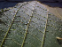  ( - K1353_H4)  @11 [ ] CreativeCommons - Attribution Non-Commercial Share-Alike (2019) Varun Swamy San Diego Zoo Global