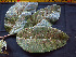  ( - K1354_F7)  @11 [ ] CreativeCommons - Attribution Non-Commercial Share-Alike (2019) Varun Swamy San Diego Zoo Global