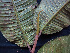  ( - K1354_F7)  @11 [ ] CreativeCommons - Attribution Non-Commercial Share-Alike (2019) Varun Swamy San Diego Zoo Global