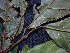  ( - K1353_D5)  @11 [ ] CreativeCommons - Attribution Non-Commercial Share-Alike (2019) Varun Swamy San Diego Zoo Global