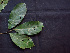  ( - K1353_D5)  @11 [ ] CreativeCommons - Attribution Non-Commercial Share-Alike (2019) Varun Swamy San Diego Zoo Global