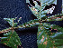  ( - K1353_H3)  @11 [ ] CreativeCommons - Attribution Non-Commercial Share-Alike (2019) Varun Swamy San Diego Zoo Global