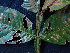  ( - K1353_H3)  @11 [ ] CreativeCommons - Attribution Non-Commercial Share-Alike (2019) Varun Swamy San Diego Zoo Global