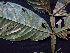  ( - K1353_H3)  @11 [ ] CreativeCommons - Attribution Non-Commercial Share-Alike (2019) Varun Swamy San Diego Zoo Global