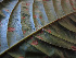  ( - K1353_H3)  @11 [ ] CreativeCommons - Attribution Non-Commercial Share-Alike (2019) Varun Swamy San Diego Zoo Global