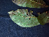  ( - K1354_C5)  @11 [ ] CreativeCommons - Attribution Non-Commercial Share-Alike (2019) Varun Swamy San Diego Zoo Global