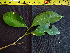  (Neea sp. 3 - K1353_C9)  @11 [ ] CreativeCommons - Attribution Non-Commercial Share-Alike (2019) Varun Swamy San Diego Zoo Global
