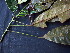  ( - K1353_B3)  @11 [ ] CreativeCommons - Attribution Non-Commercial Share-Alike (2017) Varun Swamy San Diego Zoo Global