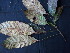  ( - K1353_B3)  @11 [ ] CreativeCommons - Attribution Non-Commercial Share-Alike (2017) Varun Swamy San Diego Zoo Global