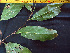  (Licania sp. 1 - K1353_A7)  @11 [ ] CreativeCommons - Attribution Non-Commercial Share-Alike (2019) Varun Swamy San Diego Zoo Global