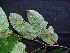  ( - K1353_C7)  @11 [ ] CreativeCommons - Attribution Non-Commercial Share-Alike (2019) Varun Swamy San Diego Zoo Global