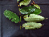  ( - K1353_C7)  @11 [ ] CreativeCommons - Attribution Non-Commercial Share-Alike (2019) Varun Swamy San Diego Zoo Global