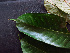  ( - K1353_C7)  @11 [ ] CreativeCommons - Attribution Non-Commercial Share-Alike (2019) Varun Swamy San Diego Zoo Global