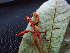  (Mabea sp. 2 - K1353_C7)  @11 [ ] CreativeCommons - Attribution Non-Commercial Share-Alike (2019) Varun Swamy San Diego Zoo Global