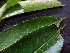  ( - K1353_H6)  @11 [ ] CreativeCommons - Attribution Non-Commercial Share-Alike (2019) Varun Swamy San Diego Zoo Global