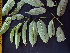  ( - K1353_H6)  @11 [ ] CreativeCommons - Attribution Non-Commercial Share-Alike (2019) Varun Swamy San Diego Zoo Global