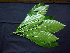  ( - K1353_A4)  @11 [ ] CreativeCommons - Attribution Non-Commercial Share-Alike (2019) Varun Swamy San Diego Zoo Global
