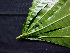  ( - K1353_A4)  @11 [ ] CreativeCommons - Attribution Non-Commercial Share-Alike (2019) Varun Swamy San Diego Zoo Global