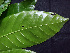  ( - K1353_A4)  @11 [ ] CreativeCommons - Attribution Non-Commercial Share-Alike (2019) Varun Swamy San Diego Zoo Global