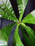  ( - K1353_A4)  @11 [ ] CreativeCommons - Attribution Non-Commercial Share-Alike (2019) Varun Swamy San Diego Zoo Global