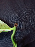  ( - K1353_B4)  @11 [ ] CreativeCommons - Attribution Non-Commercial Share-Alike (2019) Varun Swamy San Diego Zoo Global