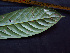  ( - K1353_B4)  @11 [ ] CreativeCommons - Attribution Non-Commercial Share-Alike (2019) Varun Swamy San Diego Zoo Global