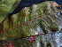  ( - K1353_D3)  @11 [ ] CreativeCommons - Attribution Non-Commercial Share-Alike (2019) Varun Swamy San Diego Zoo Global