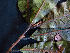  ( - K1353_D3)  @11 [ ] CreativeCommons - Attribution Non-Commercial Share-Alike (2019) Varun Swamy San Diego Zoo Global