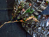  ( - K1353_D3)  @11 [ ] CreativeCommons - Attribution Non-Commercial Share-Alike (2019) Varun Swamy San Diego Zoo Global