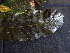  ( - K1353_D3)  @11 [ ] CreativeCommons - Attribution Non-Commercial Share-Alike (2019) Varun Swamy San Diego Zoo Global