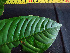  (Eschweilera - K1353_E1)  @11 [ ] CreativeCommons - Attribution Non-Commercial Share-Alike (2019) Varun Swamy San Diego Zoo Global
