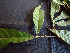  (Sloanea sp. 2 - K1353_A1)  @11 [ ] CreativeCommons - Attribution Non-Commercial Share-Alike (2019) Varun Swamy San Diego Zoo Global
