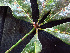  ( - K1354_C6)  @11 [ ] CreativeCommons - Attribution Non-Commercial Share-Alike (2019) Varun Swamy San Diego Zoo Global