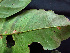  ( - K1354_C6)  @11 [ ] CreativeCommons - Attribution Non-Commercial Share-Alike (2019) Varun Swamy San Diego Zoo Global