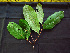  ( - K1353_G3)  @11 [ ] CreativeCommons - Attribution Non-Commercial Share-Alike (2019) Varun Swamy San Diego Zoo Global
