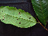  ( - K1353_G3)  @11 [ ] CreativeCommons - Attribution Non-Commercial Share-Alike (2019) Varun Swamy San Diego Zoo Global