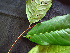  ( - K1353_G3)  @11 [ ] CreativeCommons - Attribution Non-Commercial Share-Alike (2019) Varun Swamy San Diego Zoo Global