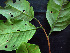  ( - K1353_G3)  @11 [ ] CreativeCommons - Attribution Non-Commercial Share-Alike (2019) Varun Swamy San Diego Zoo Global