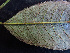  ( - K1353_E3)  @11 [ ] CreativeCommons - Attribution Non-Commercial Share-Alike (2019) Varun Swamy San Diego Zoo Global