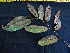  ( - K1353_E3)  @11 [ ] CreativeCommons - Attribution Non-Commercial Share-Alike (2019) Varun Swamy San Diego Zoo Global