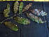  ( - K1353_E3)  @11 [ ] CreativeCommons - Attribution Non-Commercial Share-Alike (2019) Varun Swamy San Diego Zoo Global