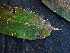  ( - K1353_E3)  @11 [ ] CreativeCommons - Attribution Non-Commercial Share-Alike (2019) Varun Swamy San Diego Zoo Global