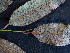  ( - K1353_E3)  @11 [ ] CreativeCommons - Attribution Non-Commercial Share-Alike (2019) Varun Swamy San Diego Zoo Global