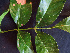  ( - K1353_C2)  @11 [ ] CreativeCommons - Attribution Non-Commercial Share-Alike (2019) Varun Swamy San Diego Zoo Global