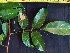  ( - K1353_C2)  @11 [ ] CreativeCommons - Attribution Non-Commercial Share-Alike (2019) Varun Swamy San Diego Zoo Global