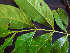  ( - K1353_C2)  @11 [ ] CreativeCommons - Attribution Non-Commercial Share-Alike (2019) Varun Swamy San Diego Zoo Global