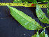  ( - K1353_C2)  @11 [ ] CreativeCommons - Attribution Non-Commercial Share-Alike (2019) Varun Swamy San Diego Zoo Global