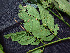  ( - K1353_E5)  @11 [ ] CreativeCommons - Attribution Non-Commercial Share-Alike (2019) Varun Swamy San Diego Zoo Global