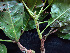  ( - K1353_D7)  @11 [ ] CreativeCommons - Attribution Non-Commercial Share-Alike (2019) Varun Swamy San Diego Zoo Global